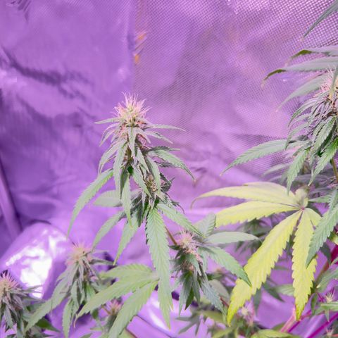 Foto del growlog de Squidwina (Chick Magnet): So far it looks like I put a stop to it for a little bit but it is slowly progressing. 