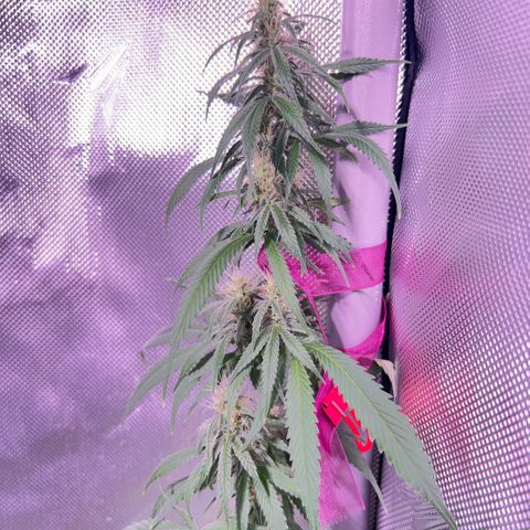 Foto del growlog de Squidwina (Chick Magnet): So far it looks like I put a stop to it for a little bit but it is slowly progressing. 