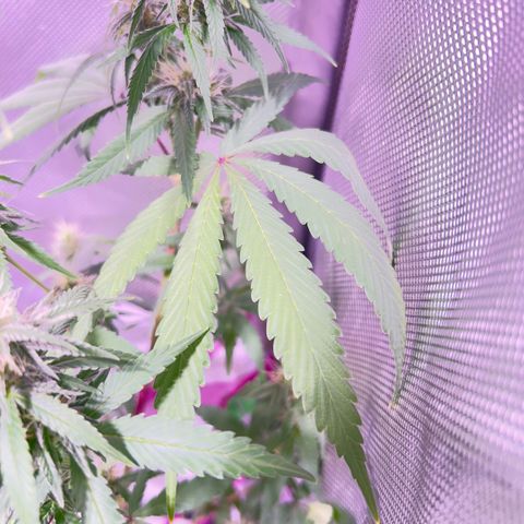 Foto del growlog de Squidwina (Chick Magnet): So far it looks like I put a stop to it for a little bit but it is slowly progressing. 