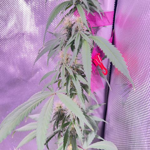 Foto del growlog de Squidwina (Chick Magnet): So far it looks like I put a stop to it for a little bit but it is slowly progressing. 