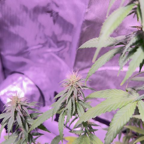 Foto del growlog de Squidwina (Chick Magnet): So far it looks like I put a stop to it for a little bit but it is slowly progressing. 