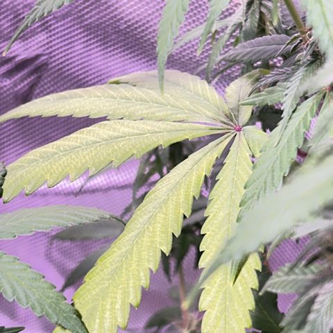 Foto del growlog de Squidwina (Chick Magnet): So far it looks like I put a stop to it for a little bit but it is slowly progressing. 