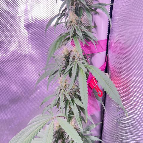Foto del growlog de Squidwina (Chick Magnet): So far it looks like I put a stop to it for a little bit but it is slowly progressing. 