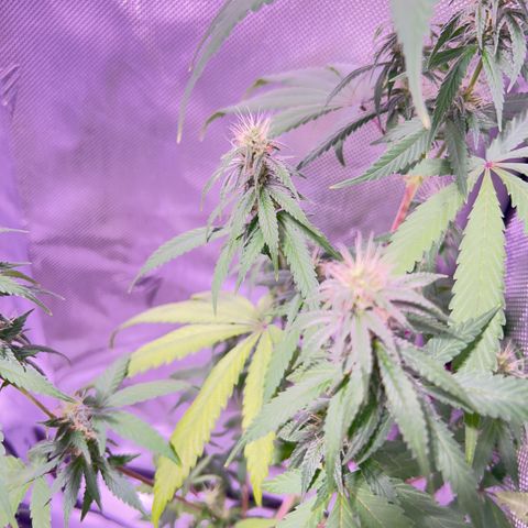 Foto del growlog de Squidwina (Chick Magnet): So far it looks like I put a stop to it for a little bit but it is slowly progressing. 