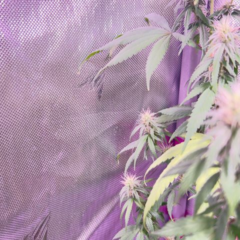 Foto del growlog de Squidwina (Chick Magnet): So far it looks like I put a stop to it for a little bit but it is slowly progressing. 