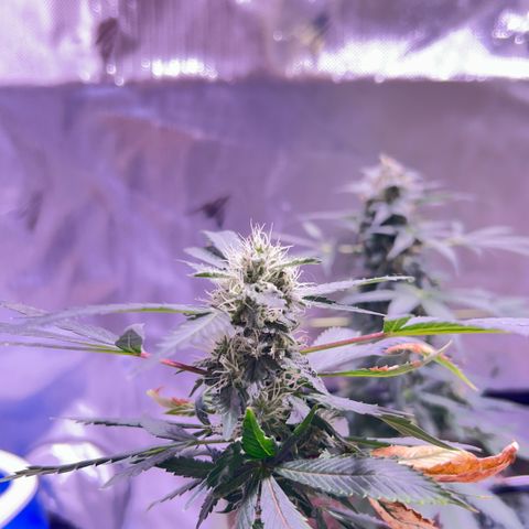 Bubby  growlog photo: She seems to be doing good. Trichomes are all over her 