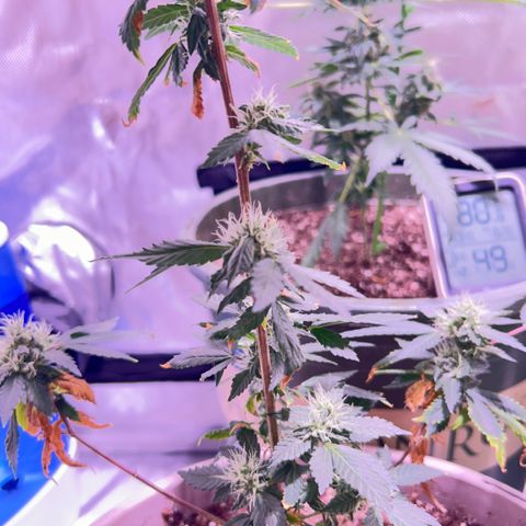 Bubby  growlog photo: She seems to be doing good. Trichomes are all over her 