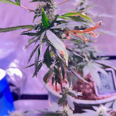 Bubby  growlog photo: She seems to be doing good. Trichomes are all over her 