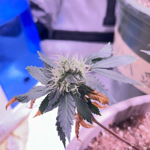 Bubby  growlog photo: She seems to be doing good. Trichomes are all over her 
