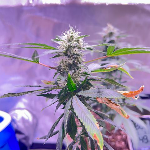 Bubby  growlog photo: She seems to be doing good. Trichomes are all over her 