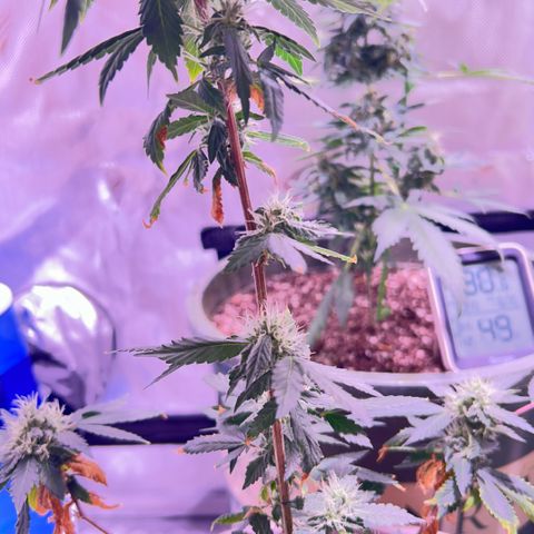 Bubby  growlog photo: She seems to be doing good. Trichomes are all over her 
