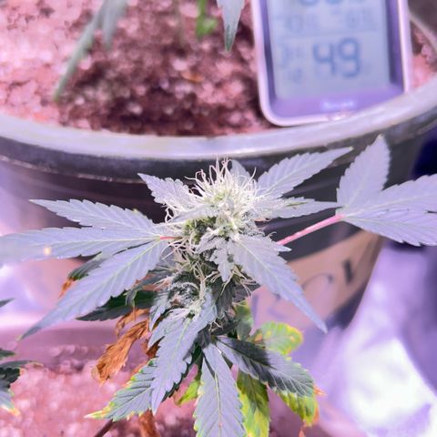 Bubby  growlog photo: She seems to be doing good. Trichomes are all over her 