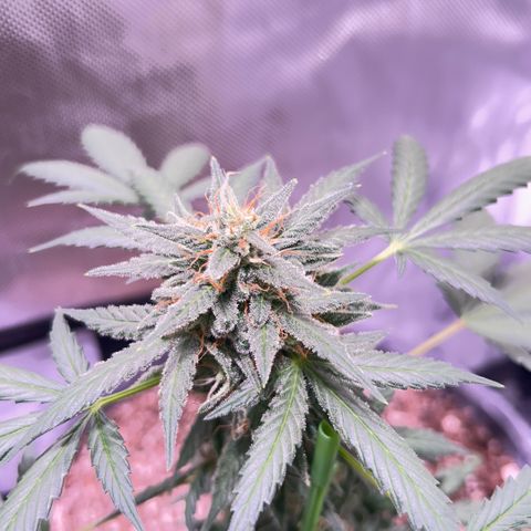Panini (Sweet Mandarin Blossom) growlog timeline photo