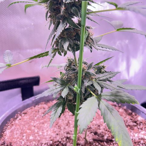 Panini (Sweet Mandarin Blossom) growlog timeline photo