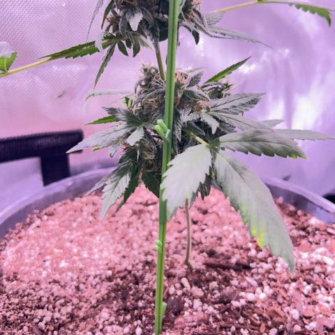 Panini (Sweet Mandarin Blossom) growlog timeline photo