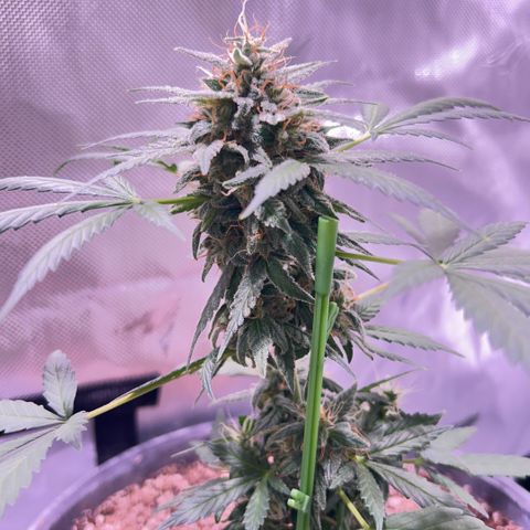 Panini (Sweet Mandarin Blossom) growlog timeline photo