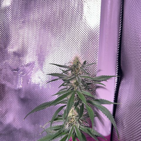 Foto del growlog de Squidwina (Chick Magnet): Nighttime photos before light shutoff ! 