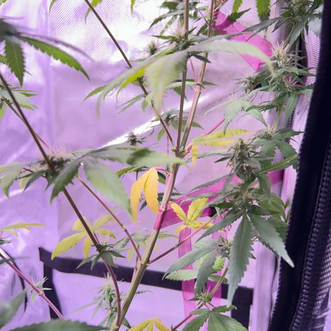 Foto del growlog de Squidwina (Chick Magnet): Nighttime photos before light shutoff ! 