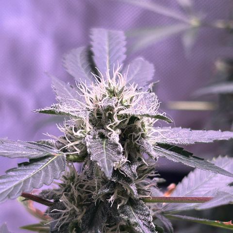 Bubby  growlog photo: Nighttime photos 