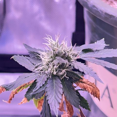 Bubby  growlog photo: Nighttime photos 