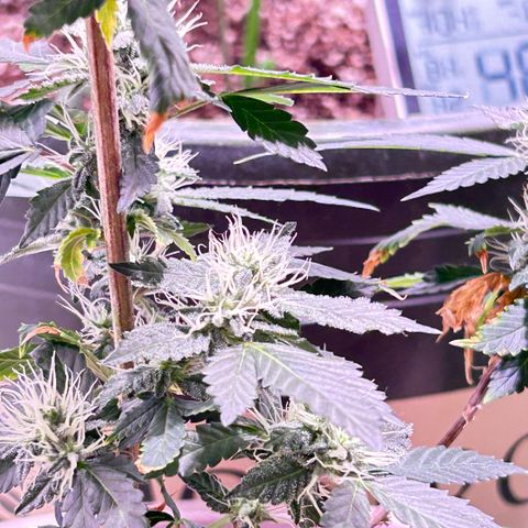 Bubby  growlog photo: Nighttime photos 