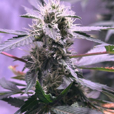 Bubby  growlog photo: Nighttime photos 