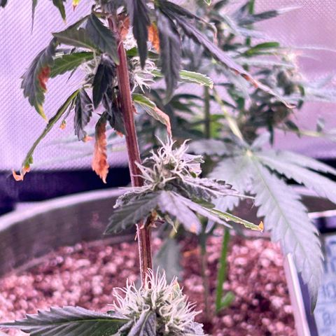 Bubby  growlog photo: Nighttime photos 