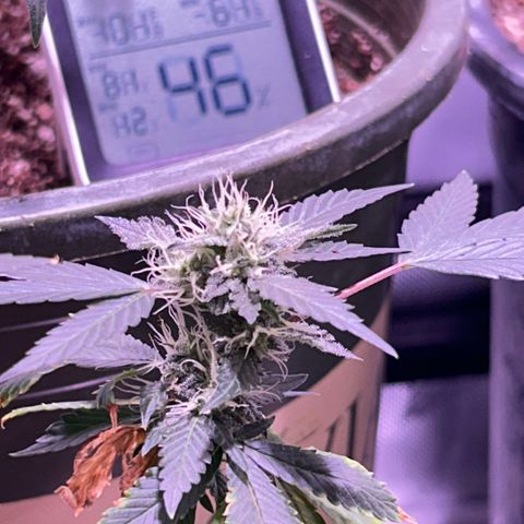 Bubby  growlog photo: Nighttime photos 