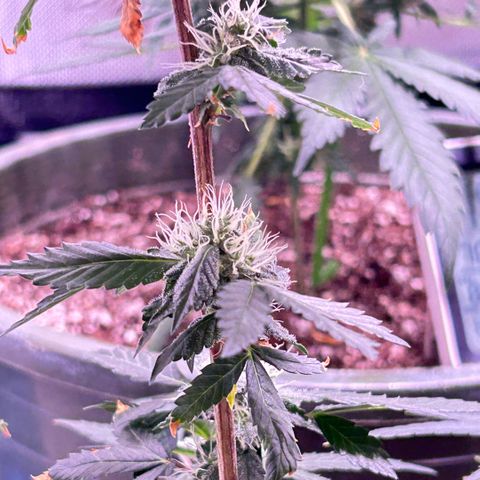 Bubby  growlog photo: Nighttime photos 