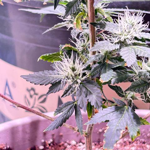Bubby  growlog photo: Nighttime photos 