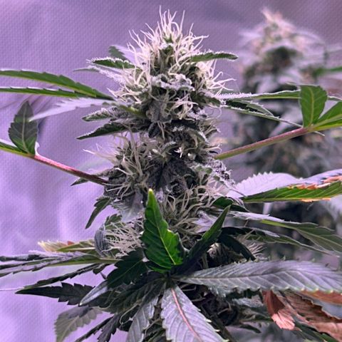 Bubby  growlog photo: Nighttime photos 