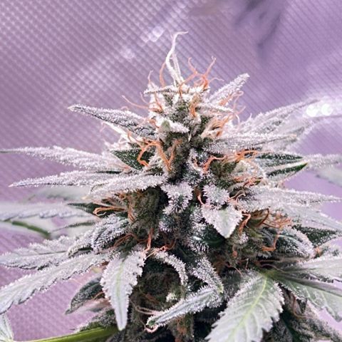 Panini (Sweet Mandarin Blossom) growlog photo: Nighttime photos 