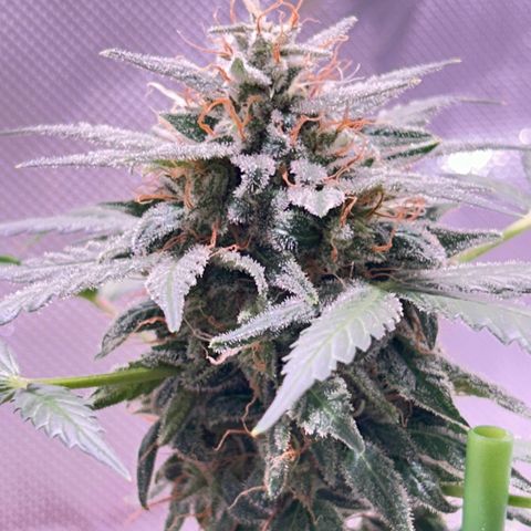 Panini (Sweet Mandarin Blossom) growlog photo: Nighttime photos 