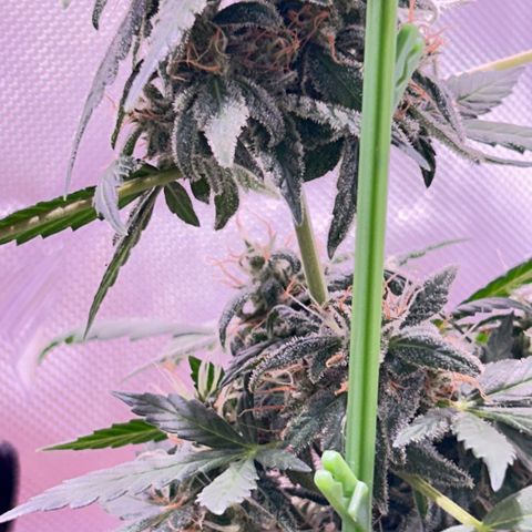 Panini (Sweet Mandarin Blossom) growlog photo: Nighttime photos 