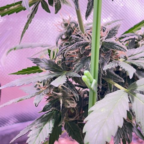 Panini (Sweet Mandarin Blossom) growlog photo: Nighttime photos 
