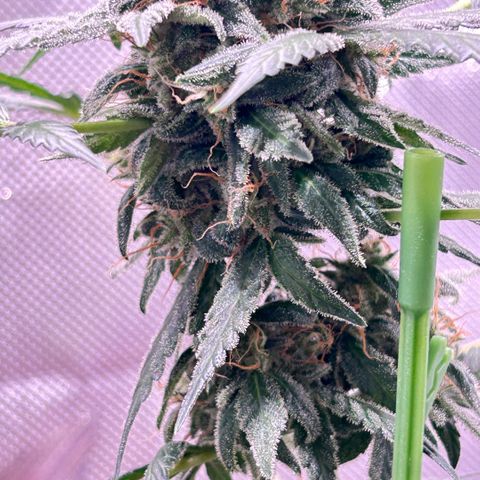 Panini (Sweet Mandarin Blossom) growlog photo: Nighttime photos 