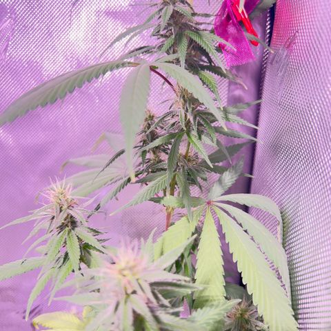 Foto del growlog de Squidwina (Chick Magnet): Pictures from today ! From my inspection buds seem to be thickening up, though I will have to come back in a couple day to observe. 