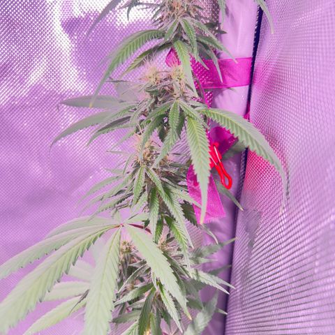 Foto del growlog de Squidwina (Chick Magnet): Pictures from today ! From my inspection buds seem to be thickening up, though I will have to come back in a couple day to observe. 