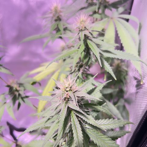 Foto del growlog de Squidwina (Chick Magnet): Pictures from today ! From my inspection buds seem to be thickening up, though I will have to come back in a couple day to observe. 