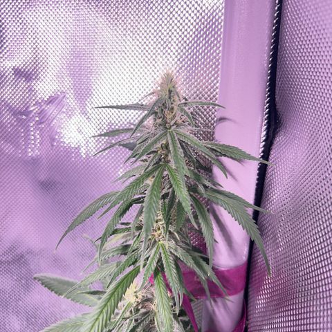 Foto del growlog de Squidwina (Chick Magnet): Pictures from today ! From my inspection buds seem to be thickening up, though I will have to come back in a couple day to observe. 