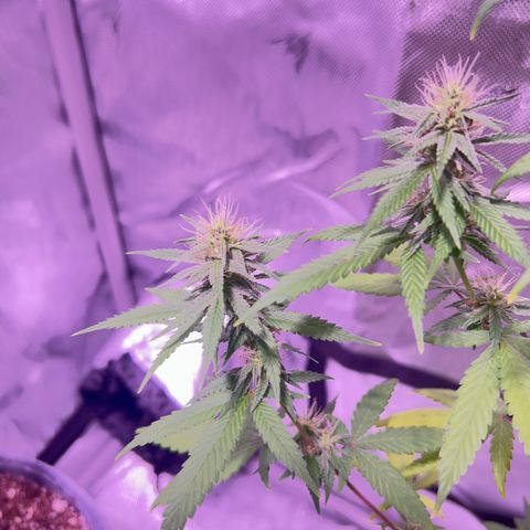 Foto del growlog de Squidwina (Chick Magnet): Pictures from today ! From my inspection buds seem to be thickening up, though I will have to come back in a couple day to observe. 