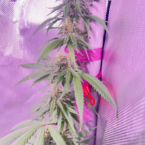 Foto del growlog de Squidwina (Chick Magnet): Pictures from today ! From my inspection buds seem to be thickening up, though I will have to come back in a couple day to observe. 