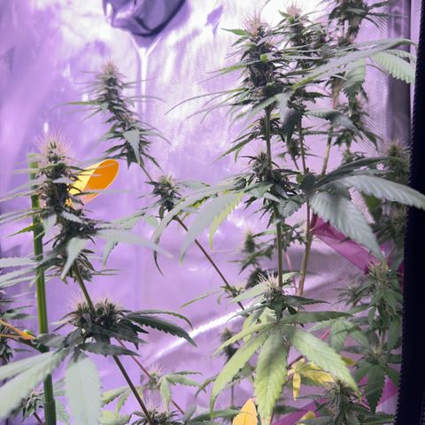 Foto del growlog de Squidwina (Chick Magnet): Pictures from today ! From my inspection buds seem to be thickening up, though I will have to come back in a couple day to observe. 
