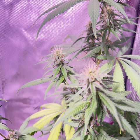 Foto del growlog de Squidwina (Chick Magnet): Pictures from today ! From my inspection buds seem to be thickening up, though I will have to come back in a couple day to observe. 