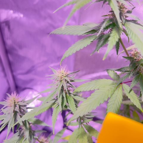 Foto del growlog de Squidwina (Chick Magnet): Pictures from today ! From my inspection buds seem to be thickening up, though I will have to come back in a couple day to observe. 