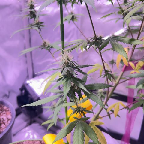 Foto del growlog de Squidwina (Chick Magnet): Pictures from today ! From my inspection buds seem to be thickening up, though I will have to come back in a couple day to observe. 