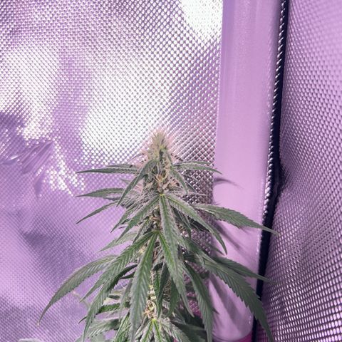 Foto del growlog de Squidwina (Chick Magnet): Pictures from today ! From my inspection buds seem to be thickening up, though I will have to come back in a couple day to observe. 