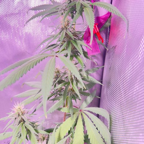 Foto del growlog de Squidwina (Chick Magnet): Pictures from today ! From my inspection buds seem to be thickening up, though I will have to come back in a couple day to observe. 