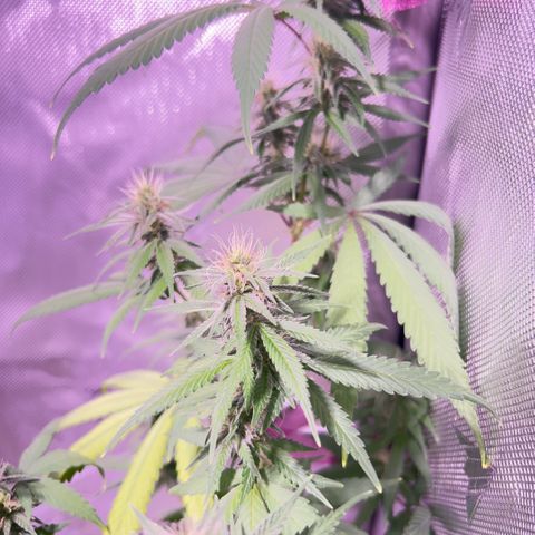 Foto del growlog de Squidwina (Chick Magnet): Pictures from today ! From my inspection buds seem to be thickening up, though I will have to come back in a couple day to observe. 