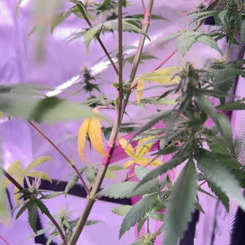 Foto del growlog de Squidwina (Chick Magnet): Pictures from today ! From my inspection buds seem to be thickening up, though I will have to come back in a couple day to observe. 